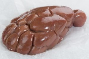 Buy Frozen Veal Kidney online