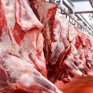 Buy HALAL Fresh-Frozen Beef whole carcass online
