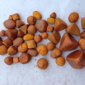Buy Ox Cow Gallstones online